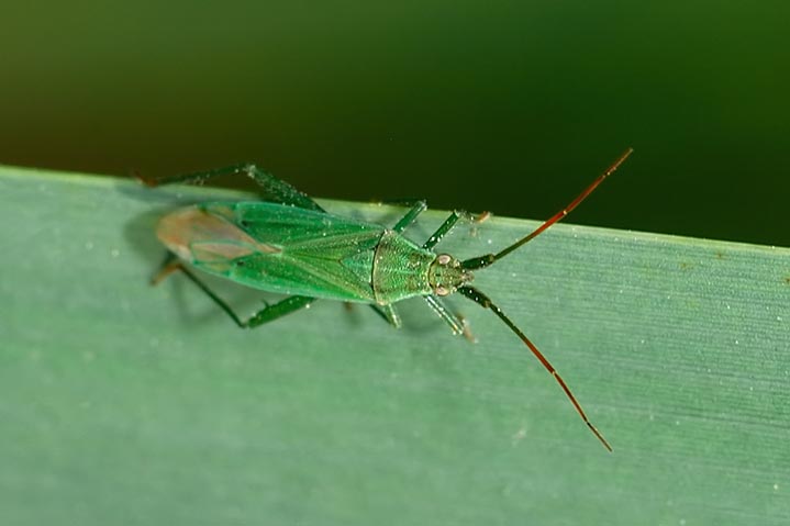 Miridae:  Stenodema (Brachystira) calcarata